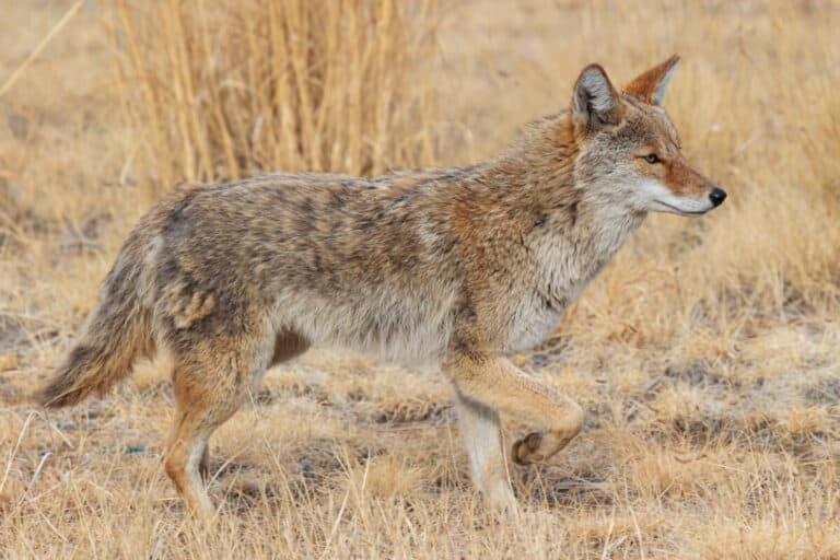 Best Rifle Cartridges and Calibers for Hunting Coyote
