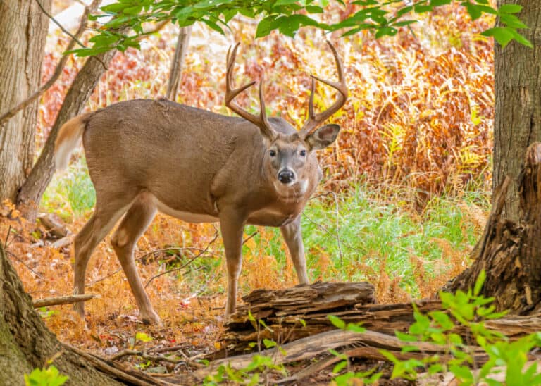 Can Deer Smell Human Urine?