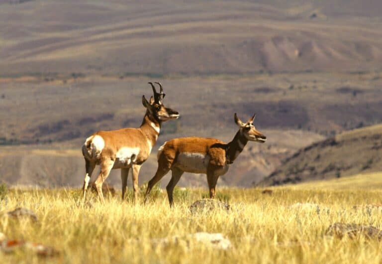 5 Reliable Spots for Hunting Antelope in Colorado