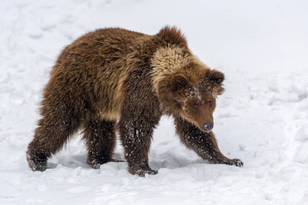 9mm for Bear Protection Best ammo, tips, and if it’s enough Backfire