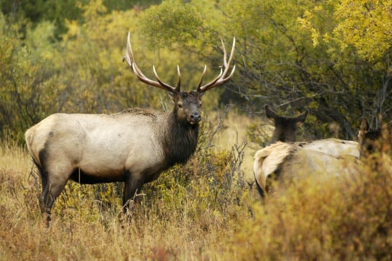 7mm-08 for Elk Hunting: Why it’s an excellent choice