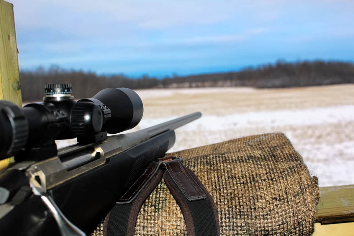 Top 10 Coyote Hunting Rifles (including price and specs) Backfire