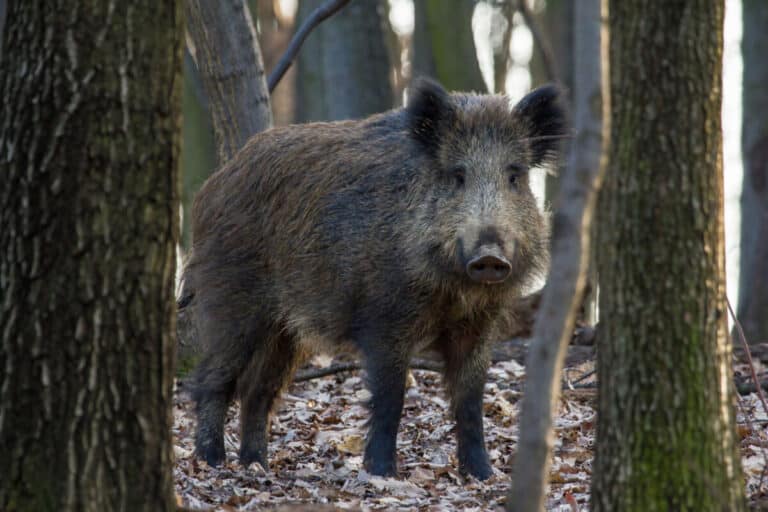 5 Reliable Spots for Hunting Hogs in Alabama