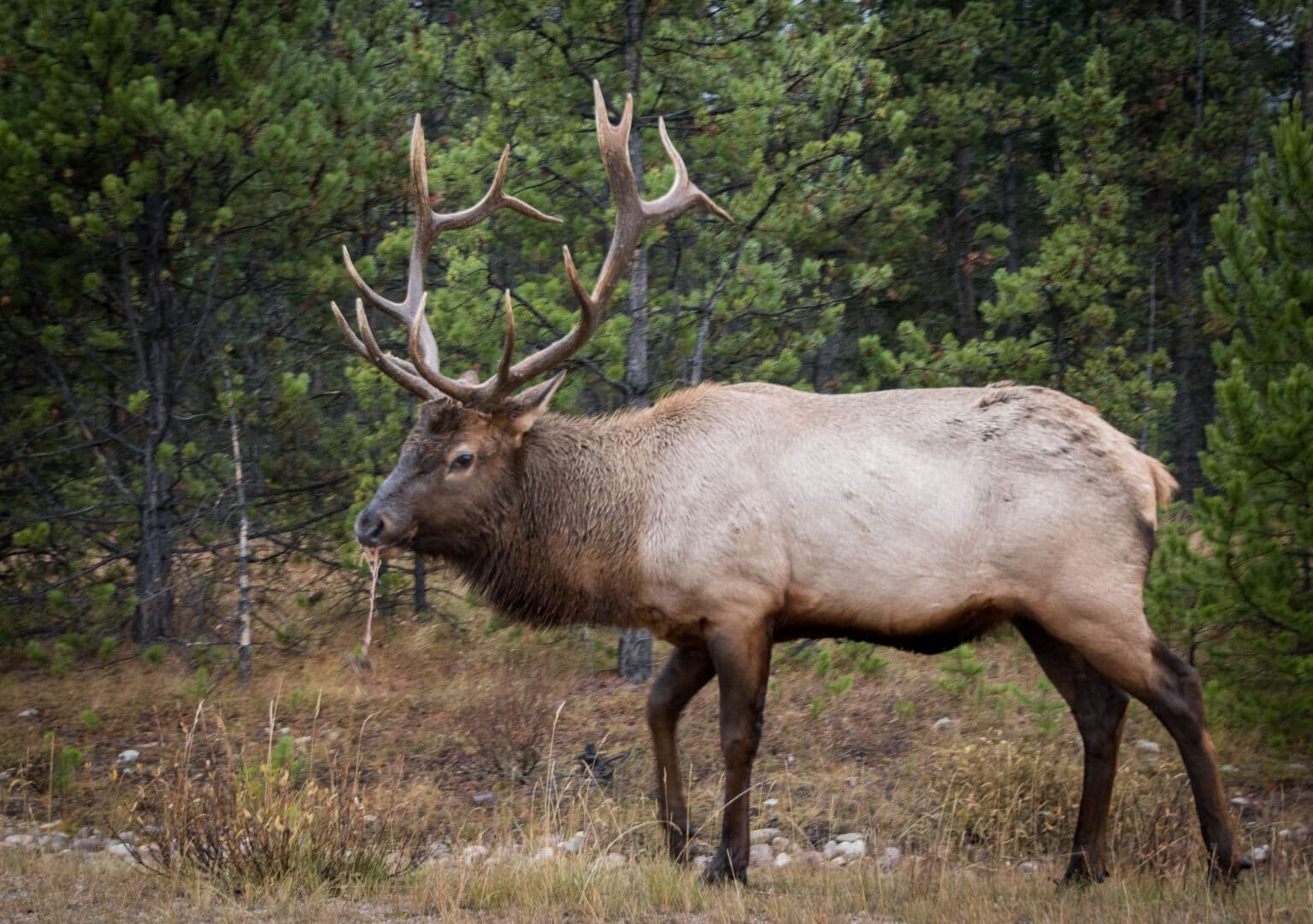 6.5 Creedmoor: Is it REALLY enough for hunting bull elk? – Backfire