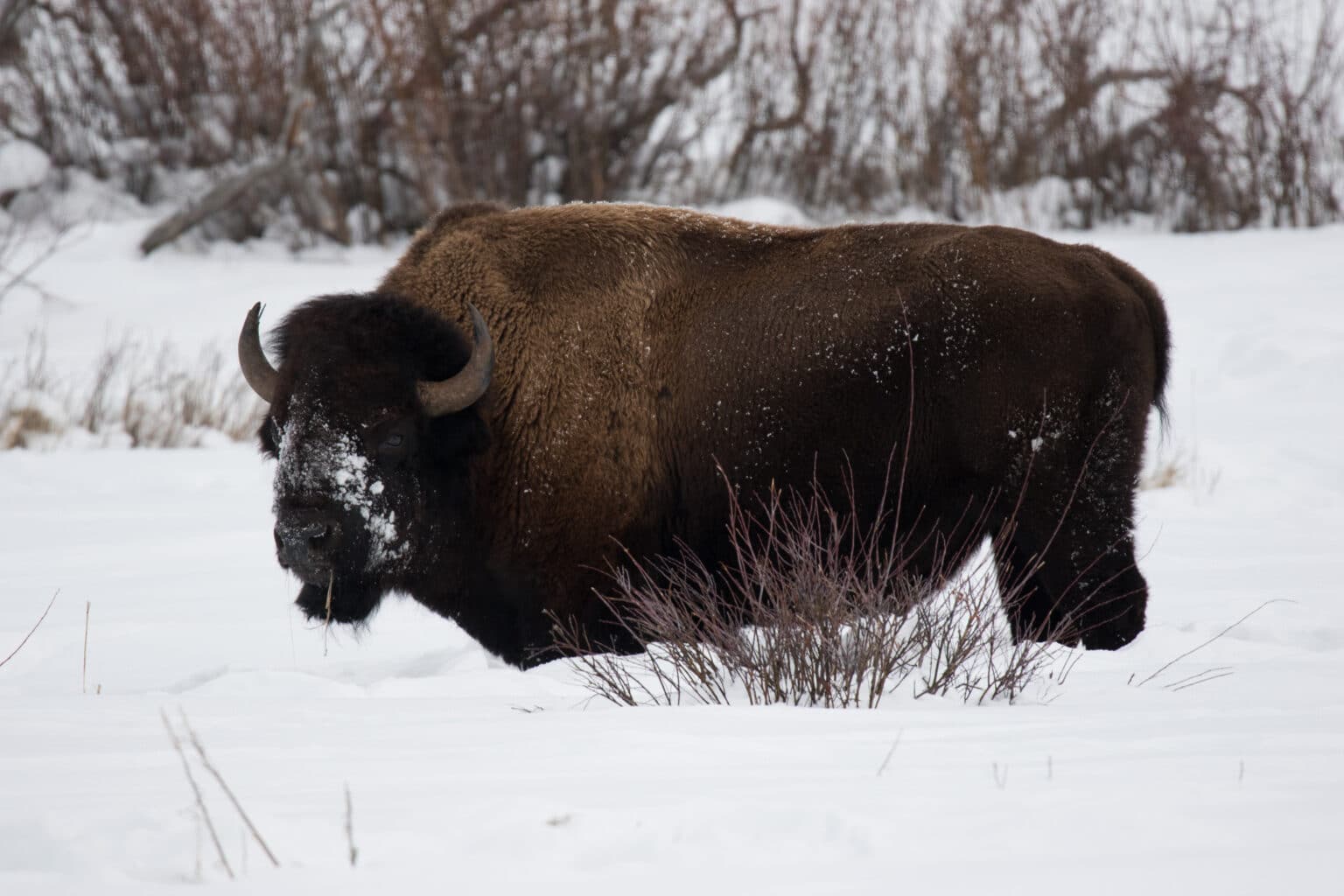 5 Best Cartridges and Calibers for Bison Hunting – Backfire