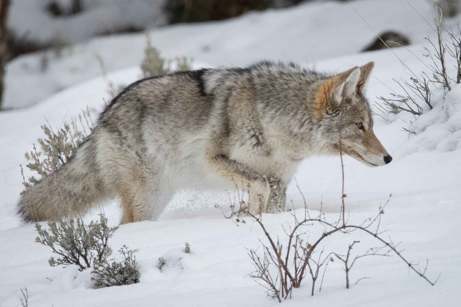 Michigan Coyote Hunting Guide Laws, tips, and where to hunt Backfire