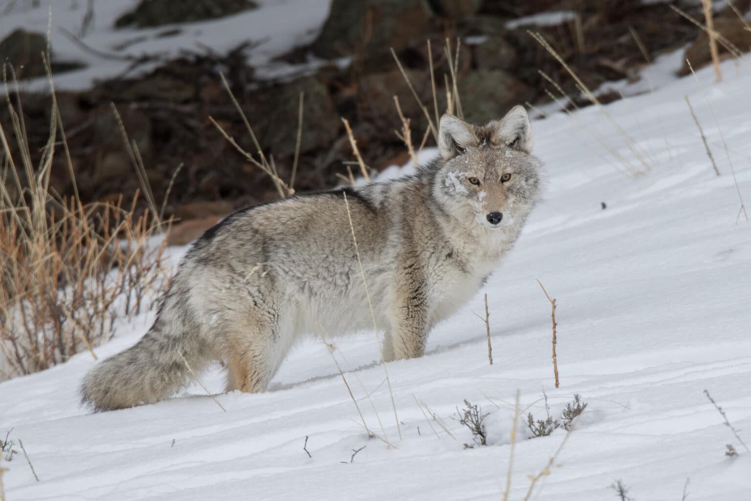 Michigan Coyote Hunting Guide: Laws, tips, and where to hunt – Backfire