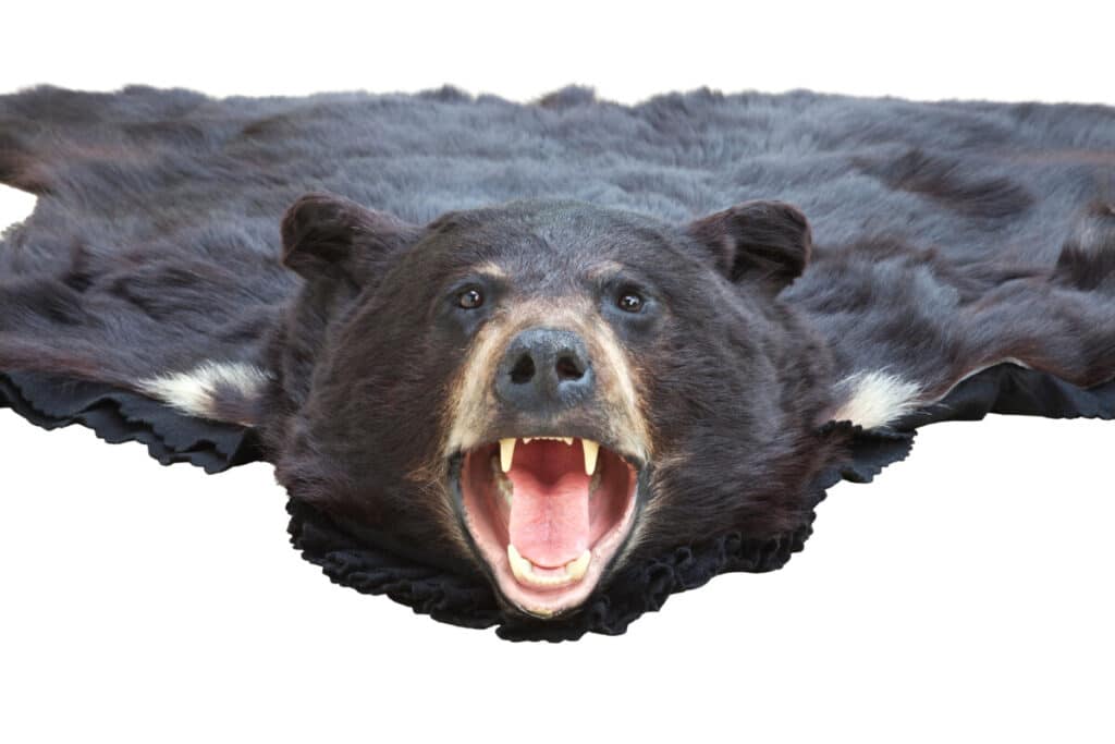 Cost Of Taxidermy For Black Bear Rug, How Much Is A Bear Skin Rug Worth