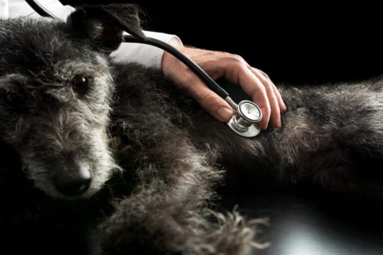 How to Humanely Shoot a Pet Dog