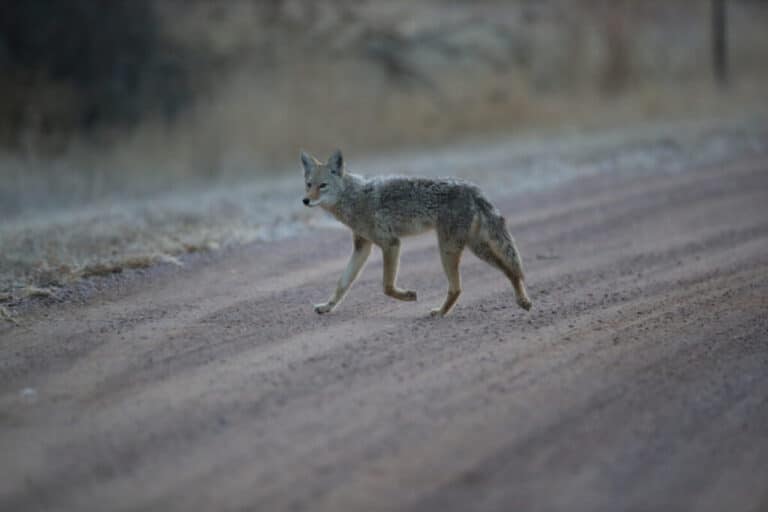 How Much Coyote Pelts are Worth, and Where to Sell Them – Backfire