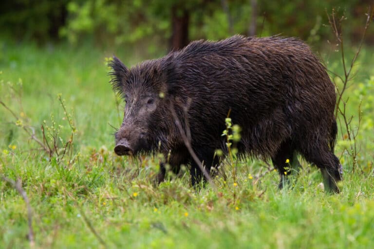 Are Feral Hogs Good to Eat?