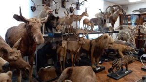 Full Body Taxidermy Costs (With Real Examples of 15 Animals)