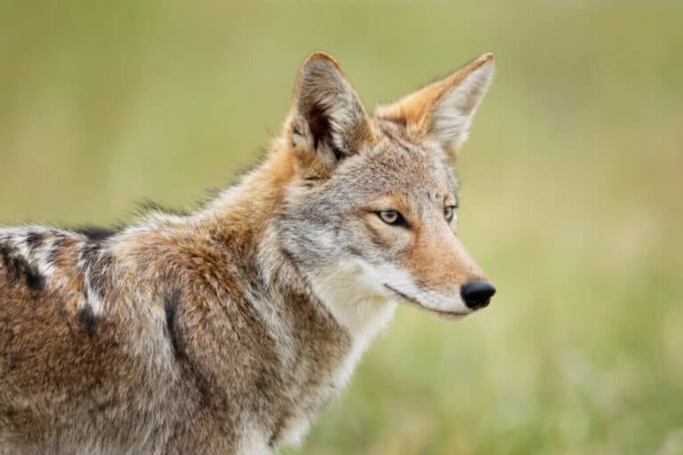 How Much Coyote Pelts are Worth, and Where to Sell Them – Backfire