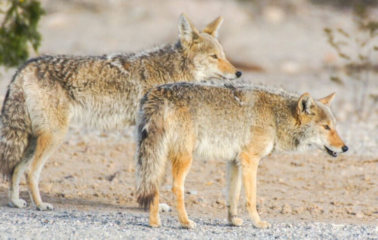 How Much Coyote Pelts are Worth, and Where to Sell Them